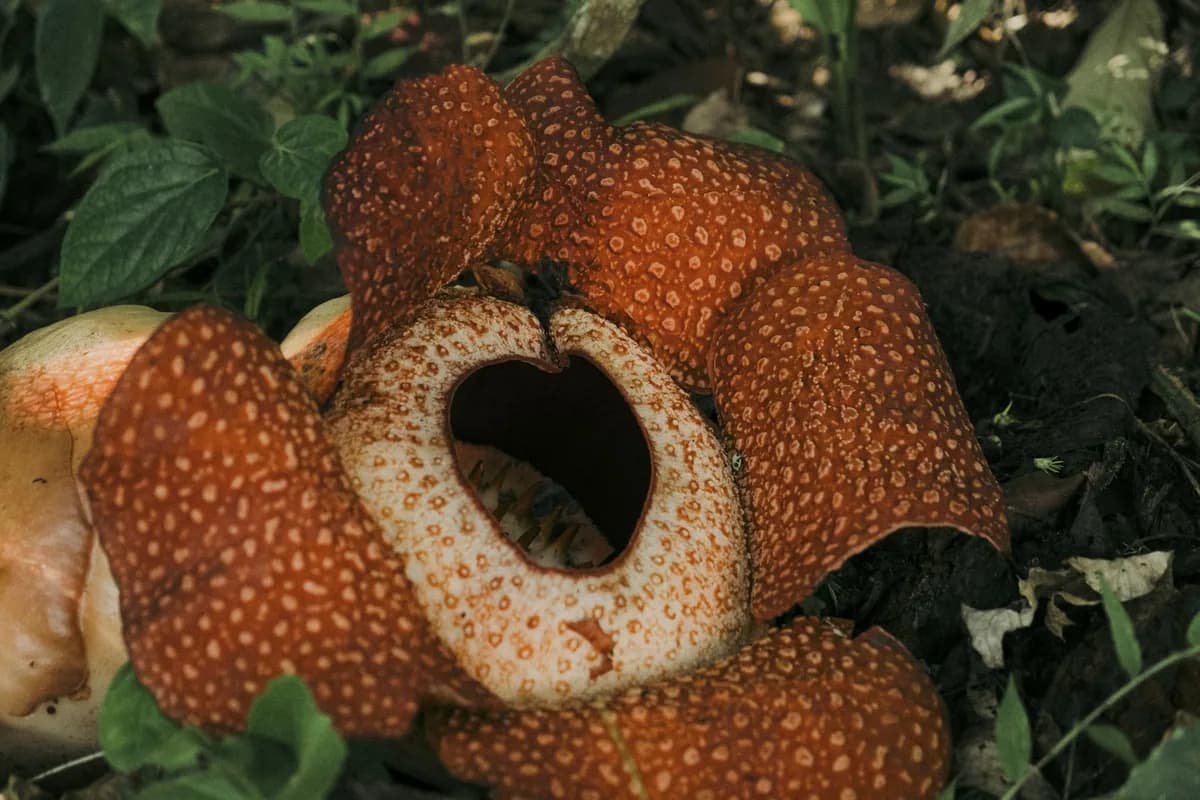 Rafflesia arnoldii giant flower in Bukit Lawang rainforest