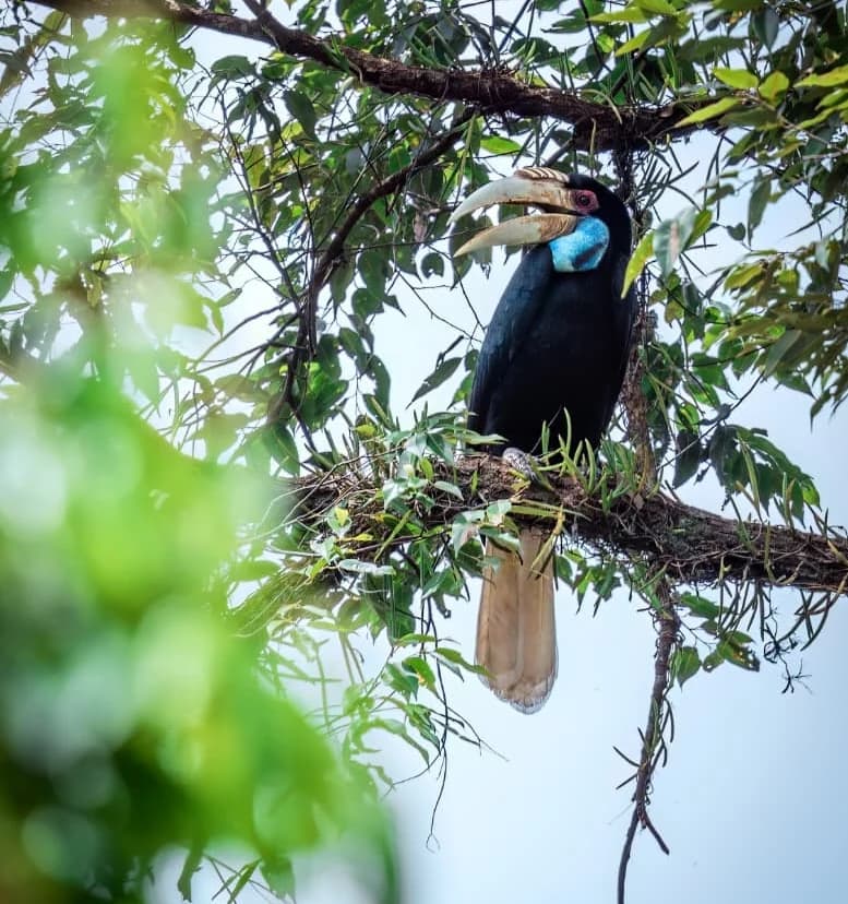 Female Hornbill