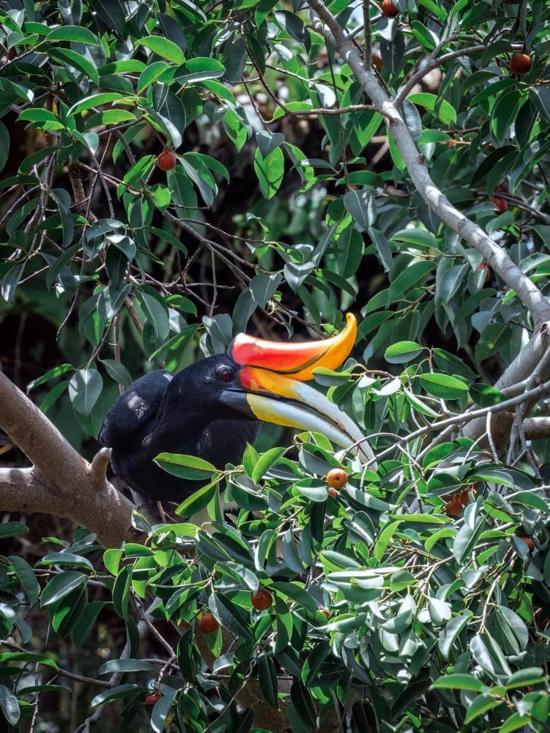 Rhinoceros Hornbill