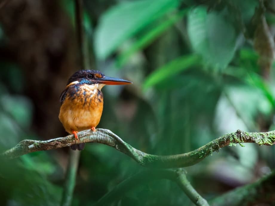 Blue-eared Kingfisher