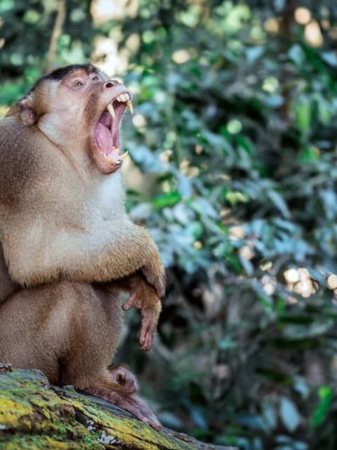 Pig-tailed Macaque