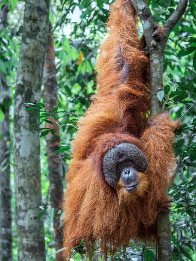 Sumatran Orangutan
