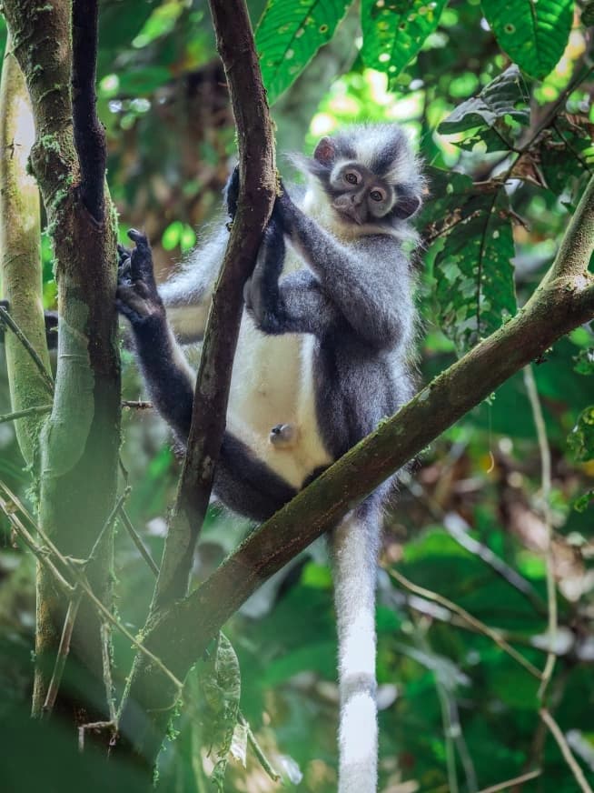 Thomas's Leaf Monkey