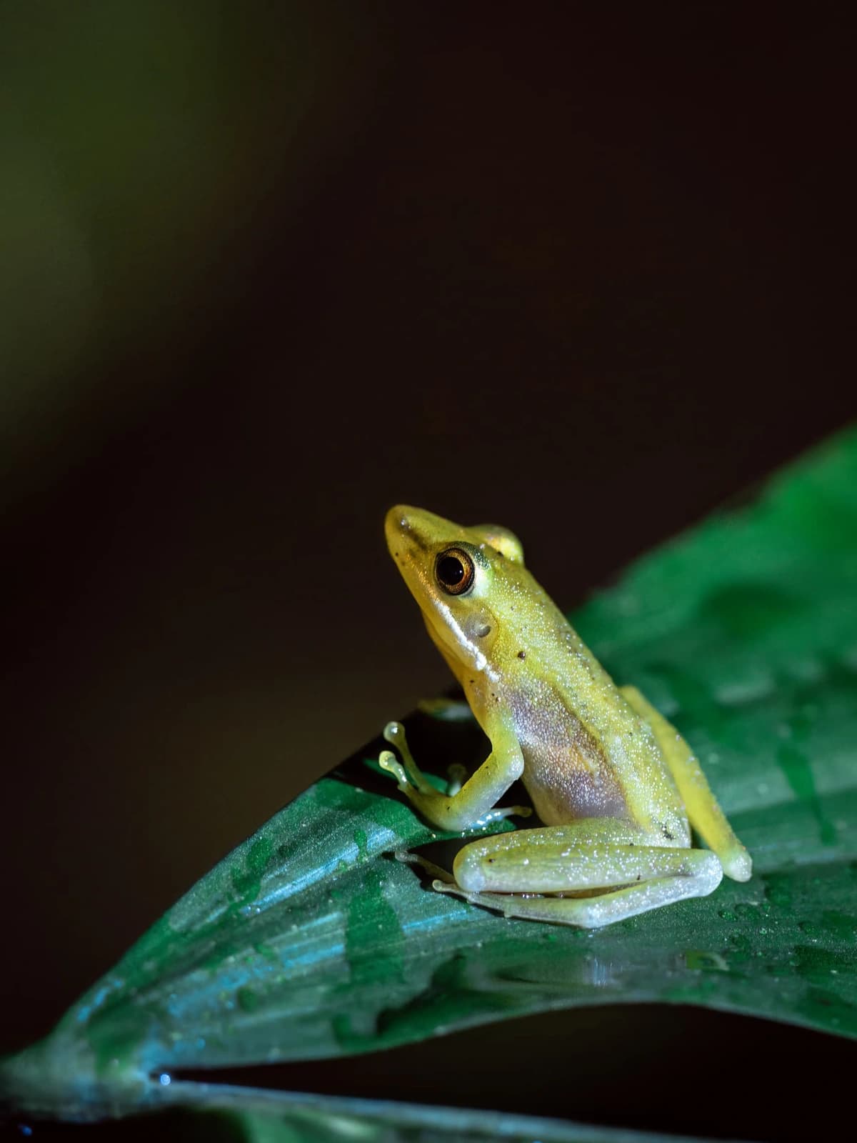 Tree Frog