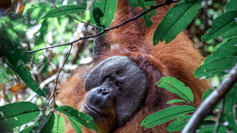 Five-day jungle expedition in Gunung Leuser, Sumatra