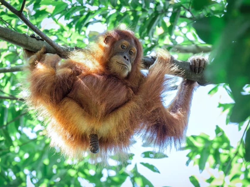 Seven-day jungle expedition in Gunung Leuser National Park, Sumatra