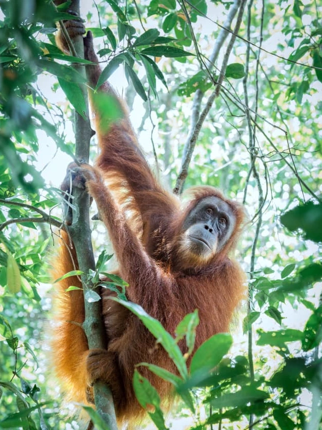 Four-day jungle trek deep in Gunung Leuser National Park