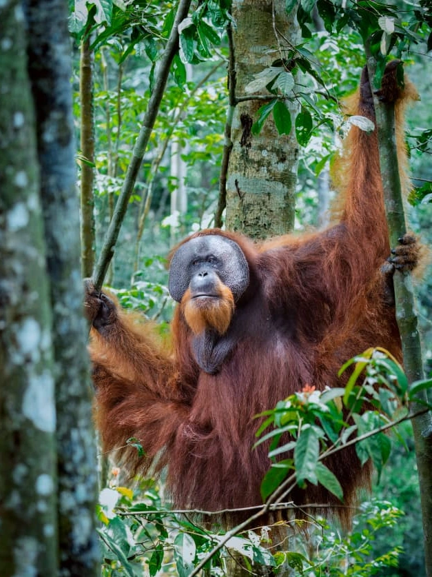 Three-day jungle trek camp in Gunung Leuser rainforest